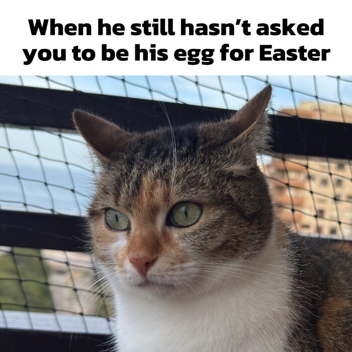 Catscouple-Making-Memes-Mrsmiuki