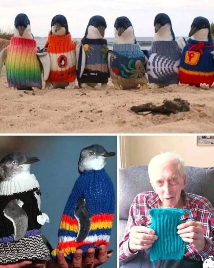 Australia's Oldest Man (110) Spends Final Days Knitting Tiny Sweaters For Injured Penguins