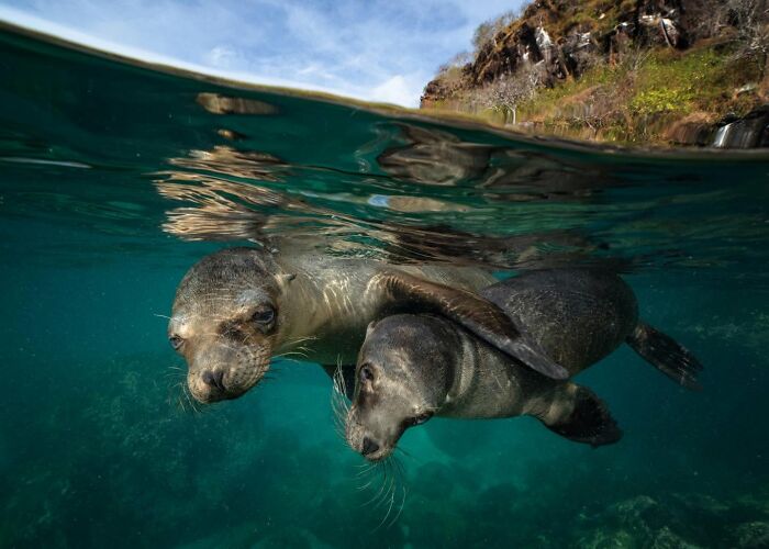 These Stunning Wildlife Photos From Sealegacy Show Why Our Planet Is Worth Protecting (45 Pics)