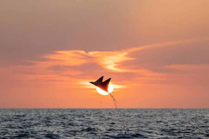 These Stunning Wildlife Photos From Sealegacy Show Why Our Planet Is Worth Protecting (45 Pics)