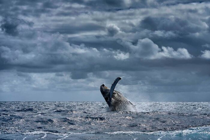 These Stunning Wildlife Photos From Sealegacy Show Why Our Planet Is Worth Protecting (45 Pics)