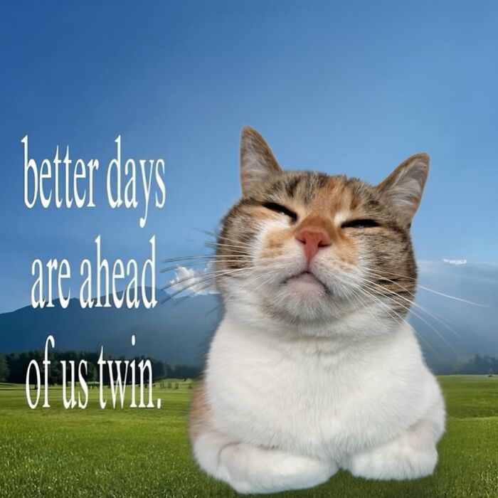 Catscouple-Making-Memes-Mrsmiuki