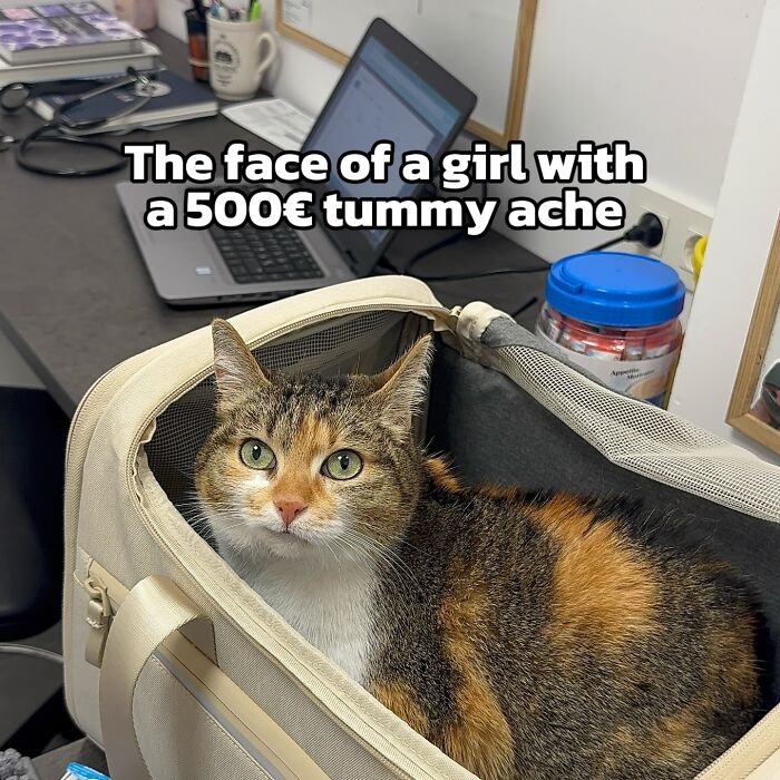 Catscouple-Making-Memes-Mrsmiuki