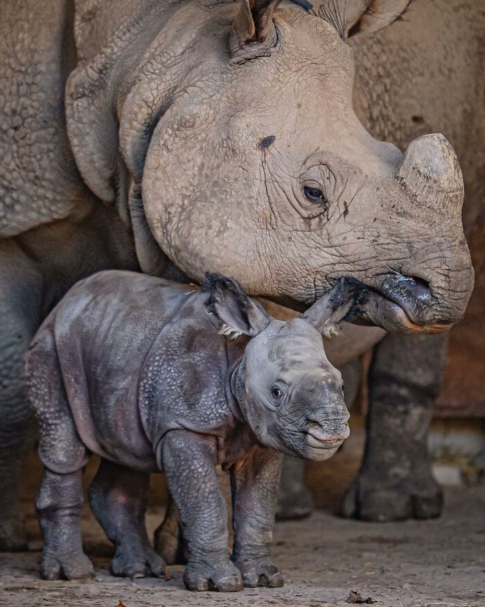 30 Heartwarming Photos Of Animal Moms And Their Babies Shared By Zooborns That Will Melt Your Heart