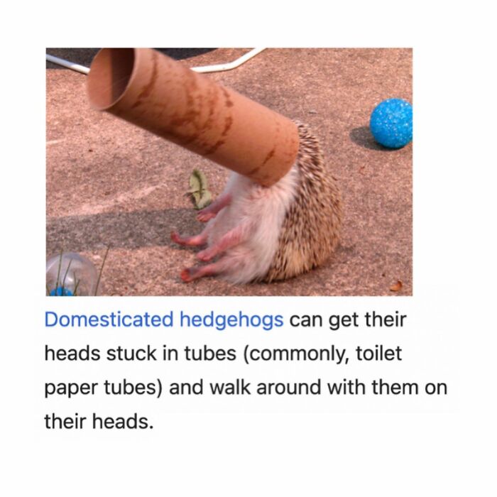 Domesticated hedgehog with head stuck in a toilet paper tube