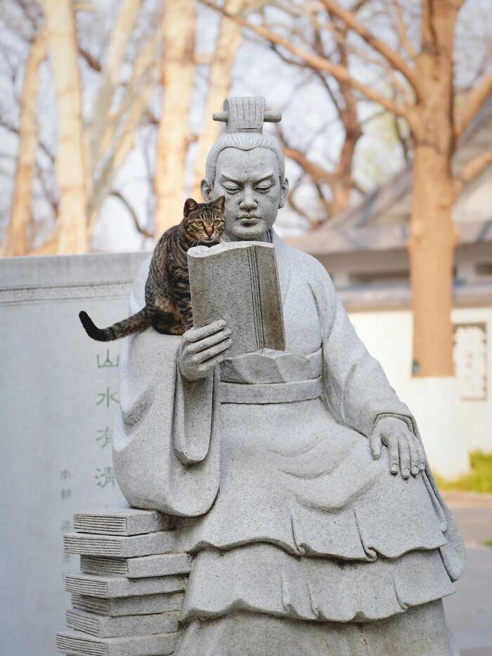 Funny cat sitting on a statue's shoulder reading a book outdoors