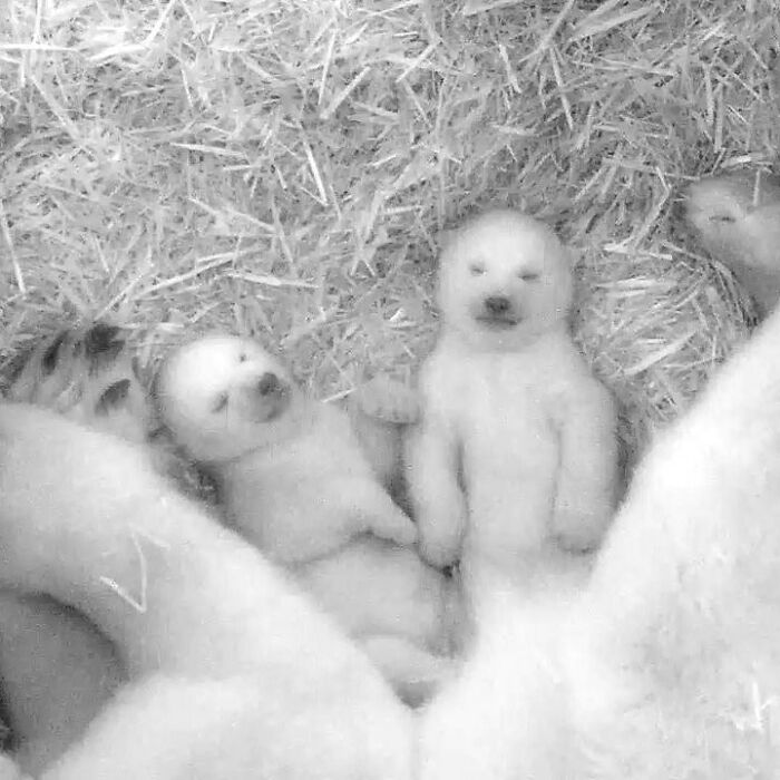30 Heartwarming Photos Of Animal Moms And Their Babies Shared By Zooborns That Will Melt Your Heart