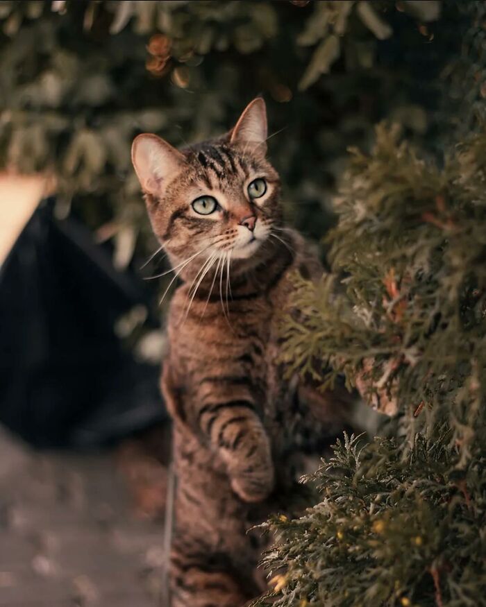 41 Aesthetic Cat Photos Shared By This Page That Capture Felines At Their Most Majestic