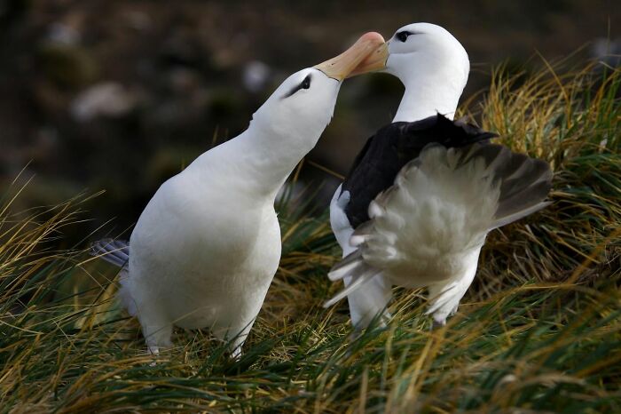 These Stunning Wildlife Photos From Sealegacy Show Why Our Planet Is Worth Protecting (45 Pics)