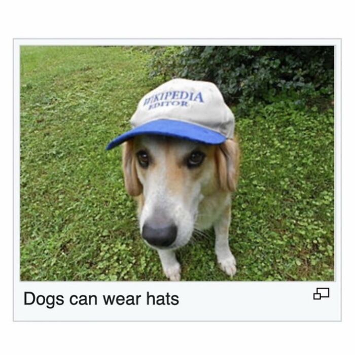 Photo of dog wearing a Wikipedia editor hat showing dogs can wear hats