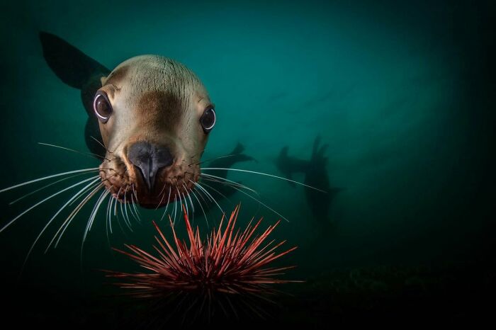 These Stunning Wildlife Photos From Sealegacy Show Why Our Planet Is Worth Protecting (45 Pics)
