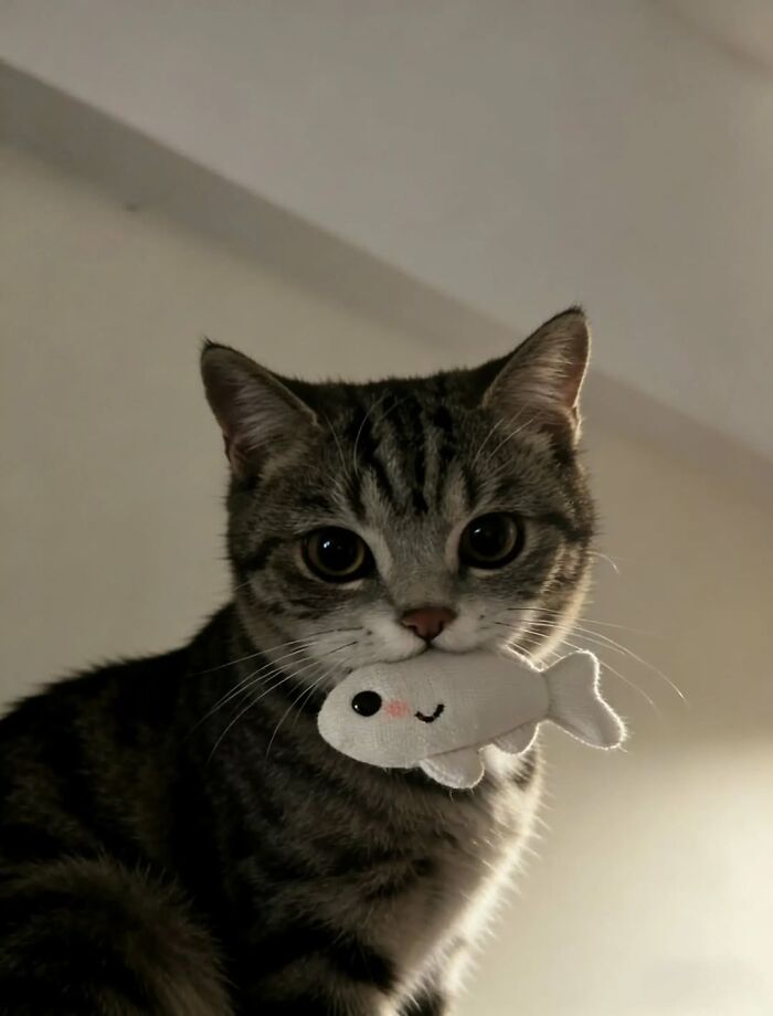 Cat holding a small plush fish toy in its mouth