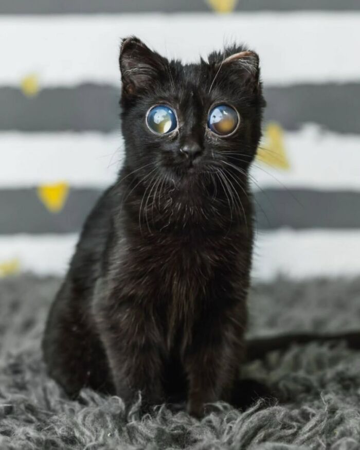 Kitten Named Dorito Goes Viral For Her Adorably.giant Eyes