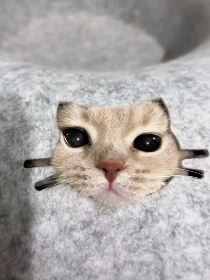 Cat with face poking through a hole in soft gray fabric