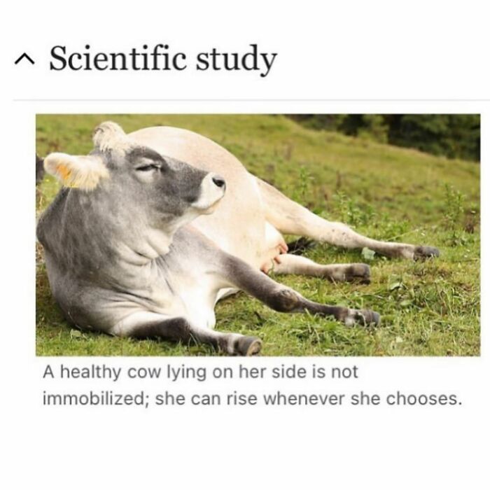 Scientific study image of healthy cow lying on grass field