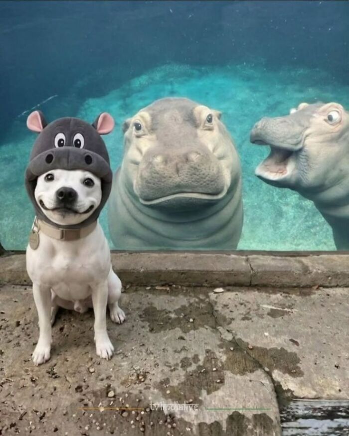 Dog Finally Gets A Photo With His Favorite Hippo, And A Second Hippo Crashes The Shot