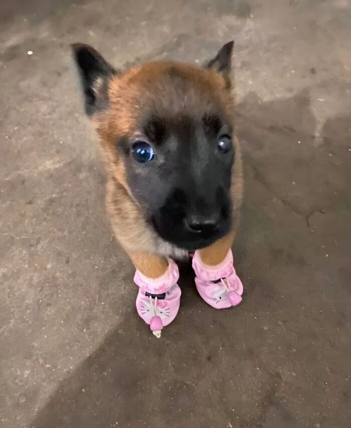 30 Adorable Dog Photos From “Cute Animal Photos To De-Stress” That Are Guaranteed To Brighten Your Day (New Pics)