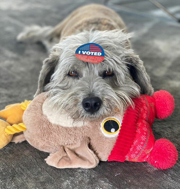 Dog with an I Voted sticker on its forehead, holding a toy. Connected to a Hollywood voting scandal. Dog with an I Voted sticker on its forehead, holding a toy. Connected to a Hollywood voting scandal.