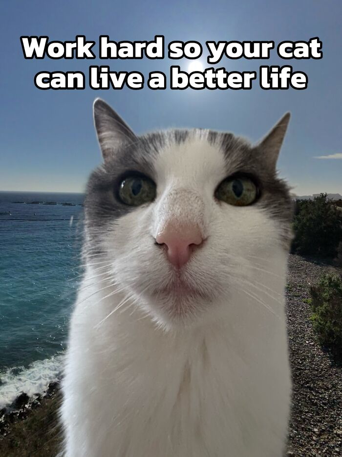 Catscouple-Making-Memes-Mrsmiuki