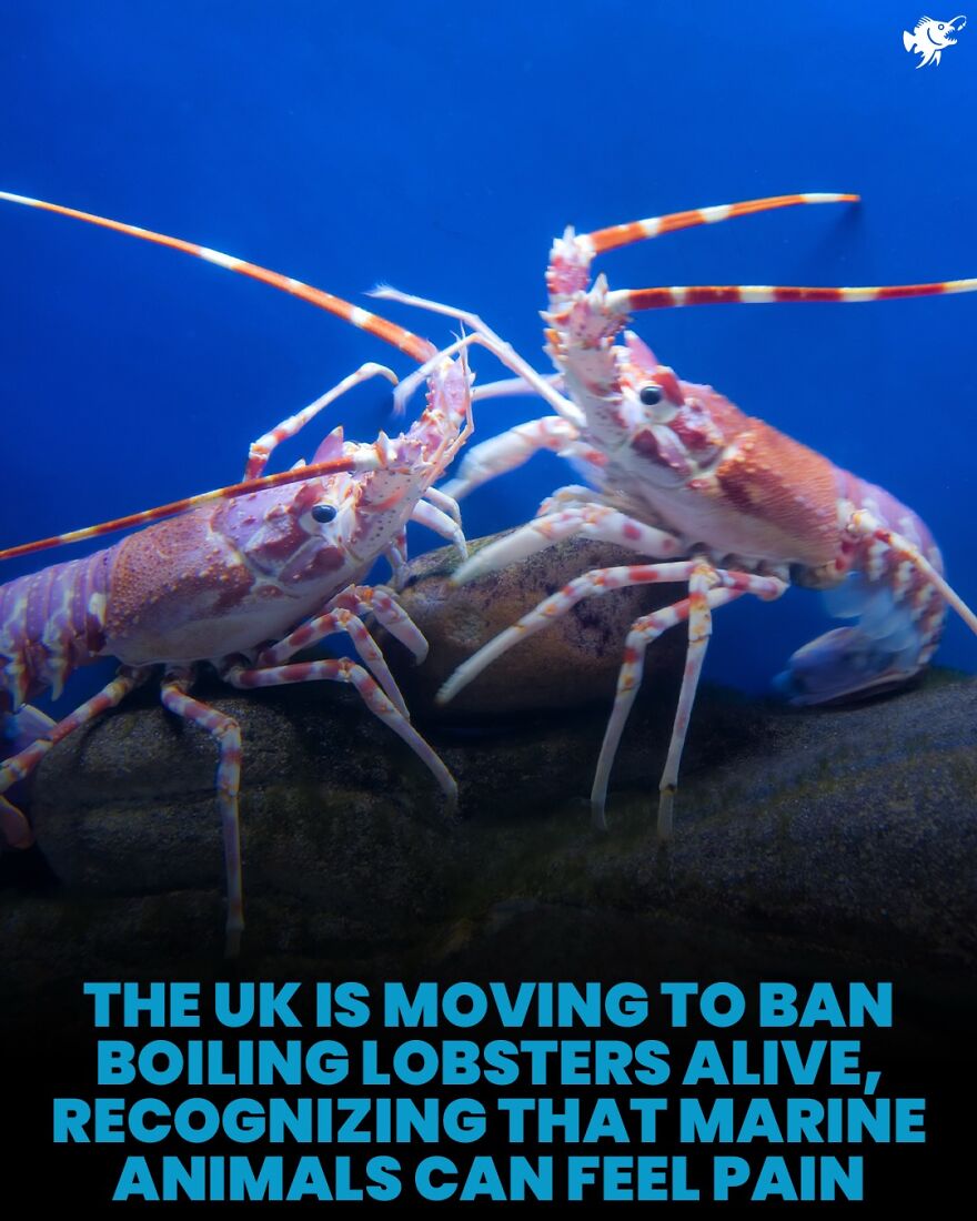 Two lobsters underwater with UK moving to ban boiling live lobsters recognizing marine pain