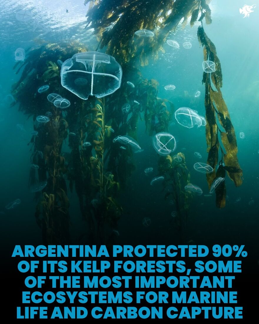 Underwater kelp forest with transparent jellyfish showcasing kelp ecosystem protection