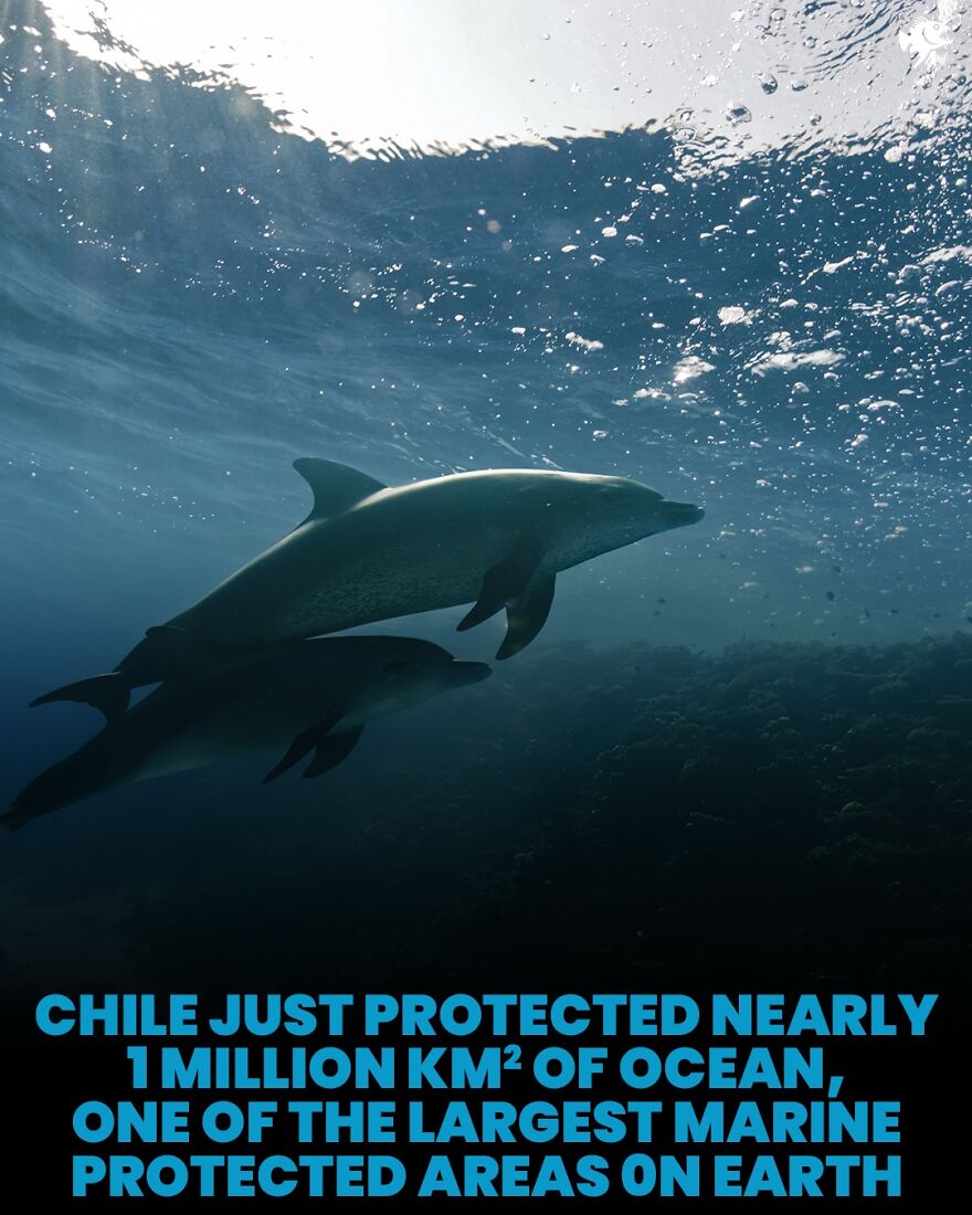 Two dolphins swimming underwater in protected marine area in Chile
