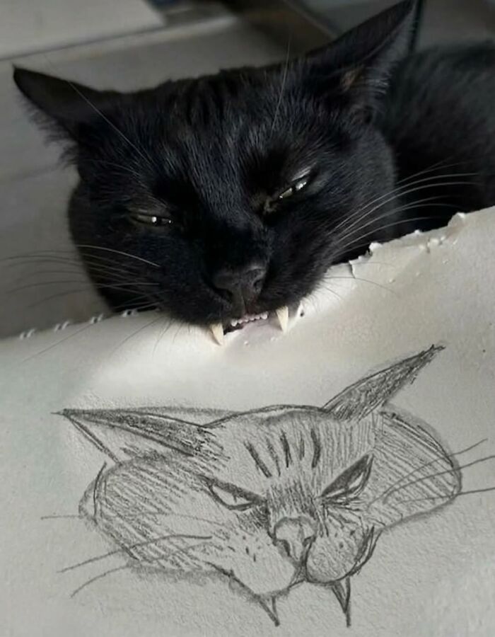 Black cat biting paper with funny cat drawing meme