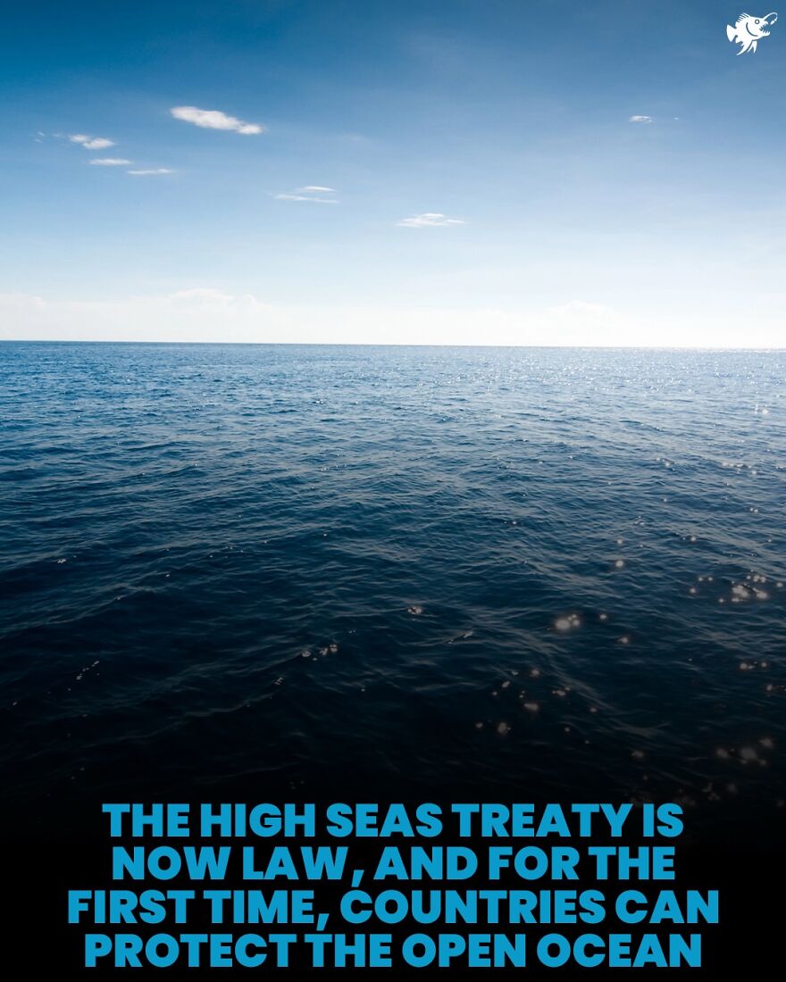 Calm open ocean surface under blue sky illustrating high seas treaty for ocean protection