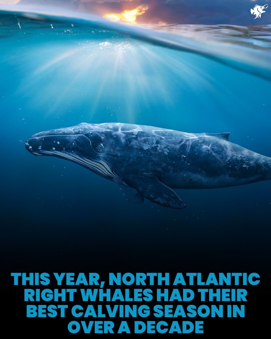North Atlantic right whale swimming underwater under sunlight