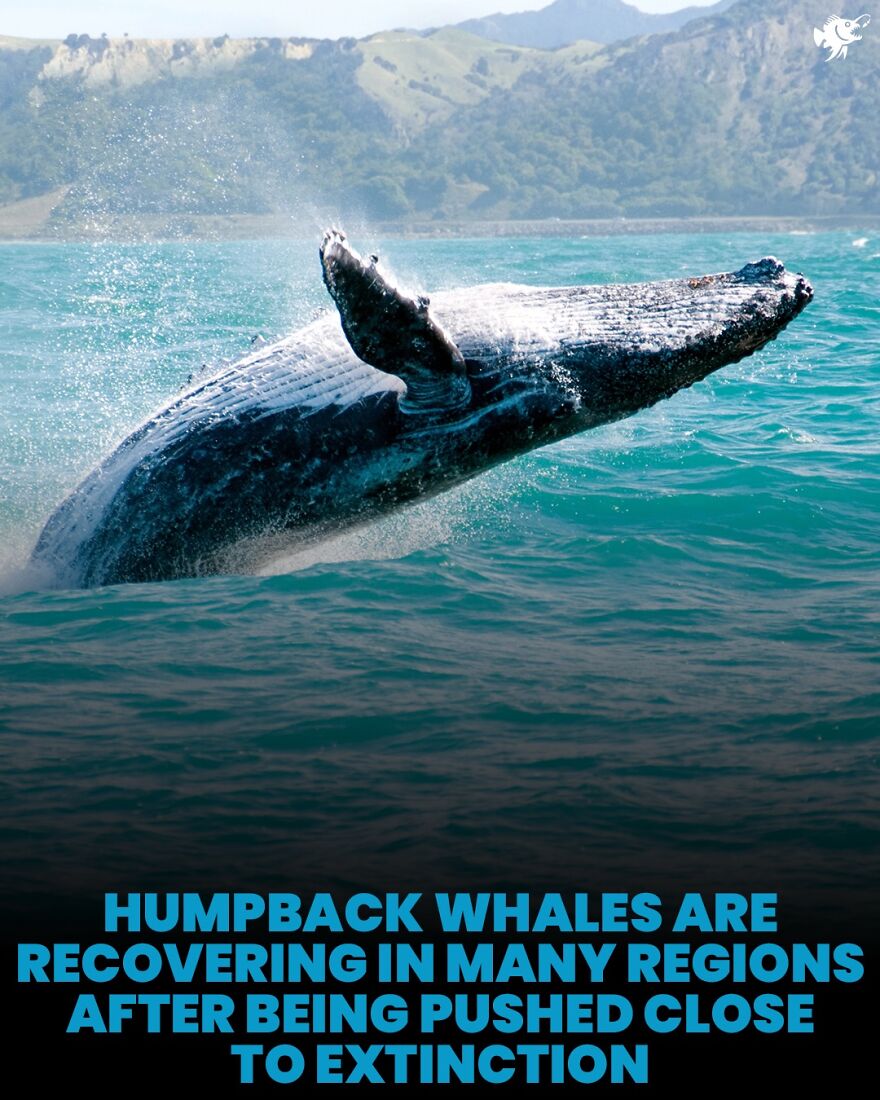 Humpback whale breaching out of the ocean with coastal hills in background