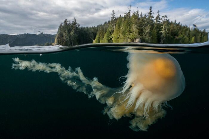 These Stunning Wildlife Photos From Sealegacy Show Why Our Planet Is Worth Protecting (45 Pics)