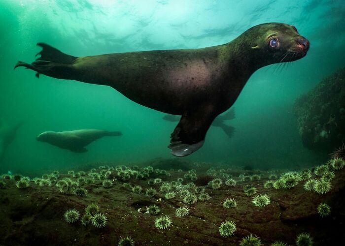These Stunning Wildlife Photos From Sealegacy Show Why Our Planet Is Worth Protecting (45 Pics)
