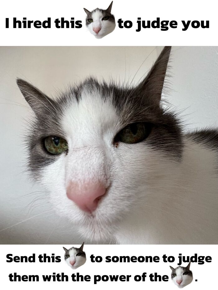 Catscouple-Making-Memes-Mrsmiuki