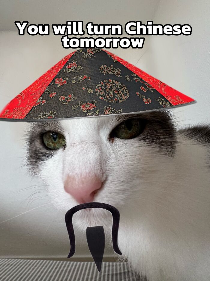 Catscouple-Making-Memes-Mrsmiuki