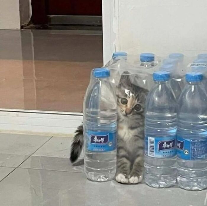 Funny cat hiding behind water bottles on floor