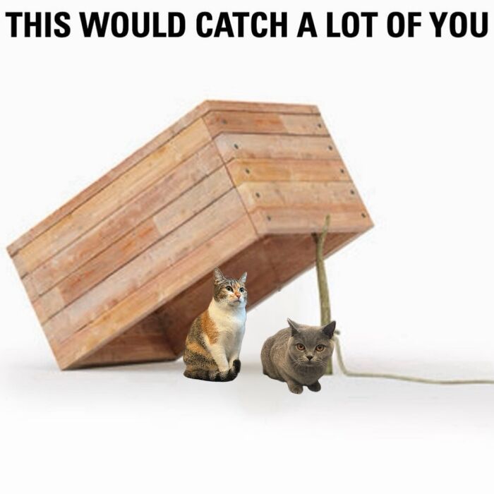 Catscouple-Making-Memes-Mrsmiuki