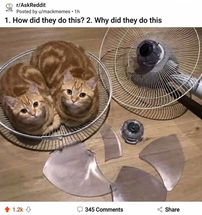 Two orange cats sitting inside a broken fan basket