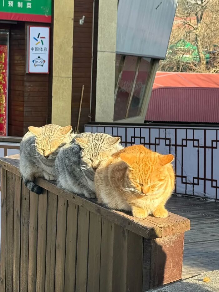 Three cats napping in a row on fence under sunlight