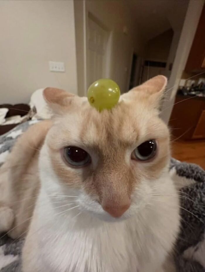 Cat with a green grape balanced on its forehead