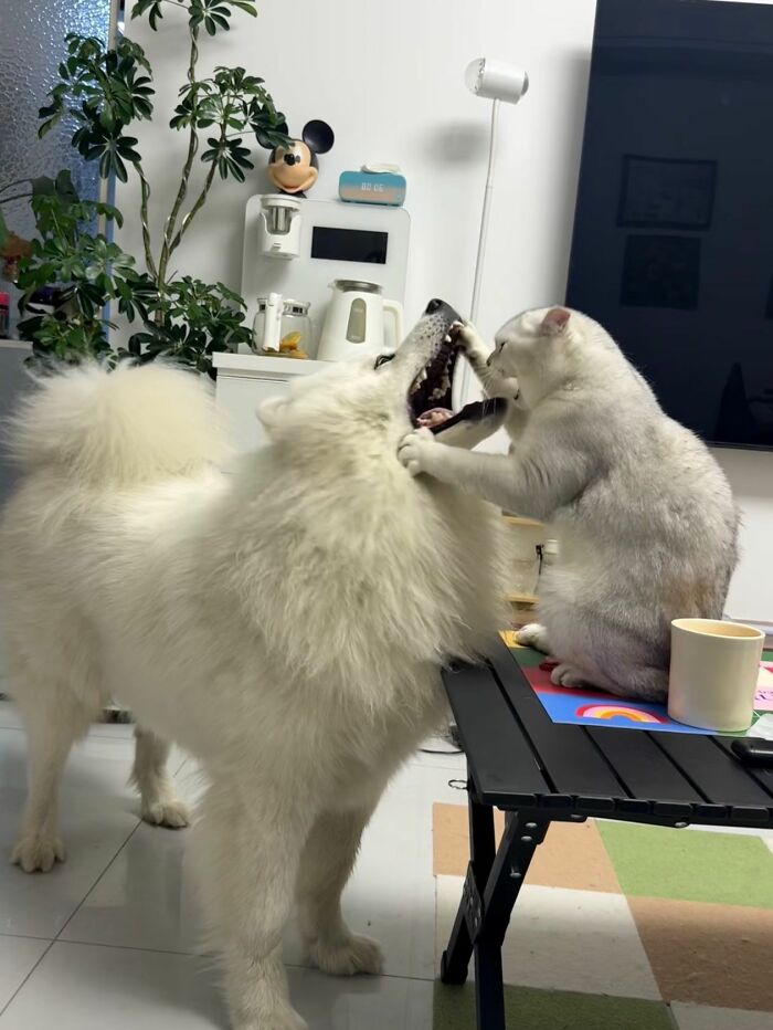 30 Adorable Dog Photos From “Cute Animal Photos To De-Stress” That Are Guaranteed To Brighten Your Day (New Pics)