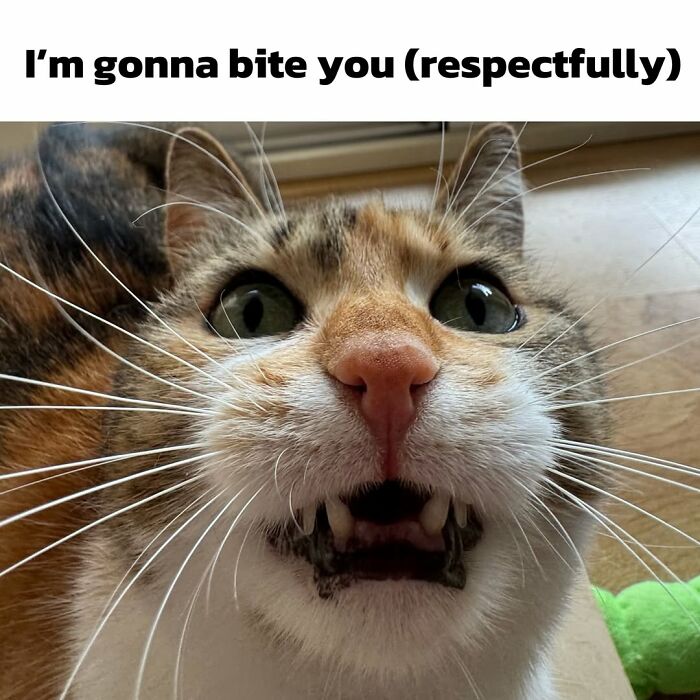 Catscouple-Making-Memes-Mrsmiuki