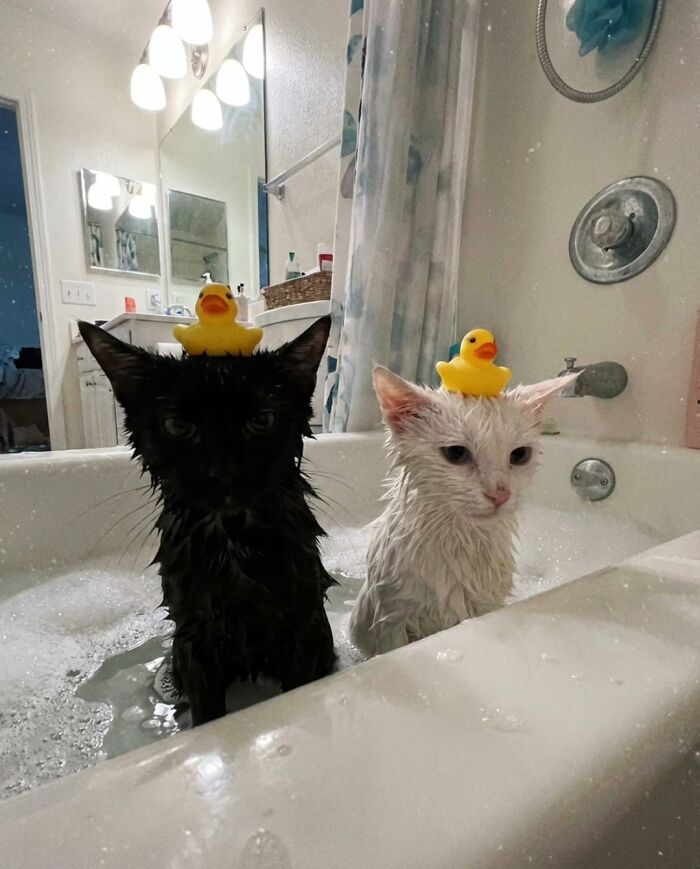Wet black and white cats with rubber ducks on heads meme