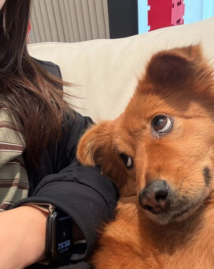 30 Adorable Dog Photos From “Cute Animal Photos To De-Stress” That Are Guaranteed To Brighten Your Day (New Pics)