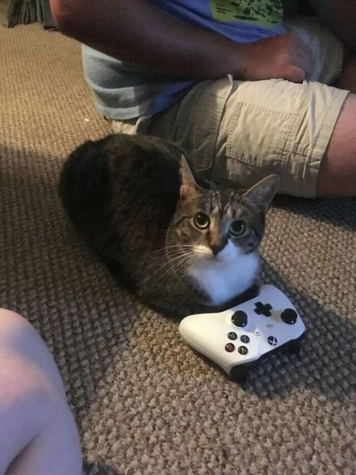 Funny cat sitting next to video game controller on carpet floor