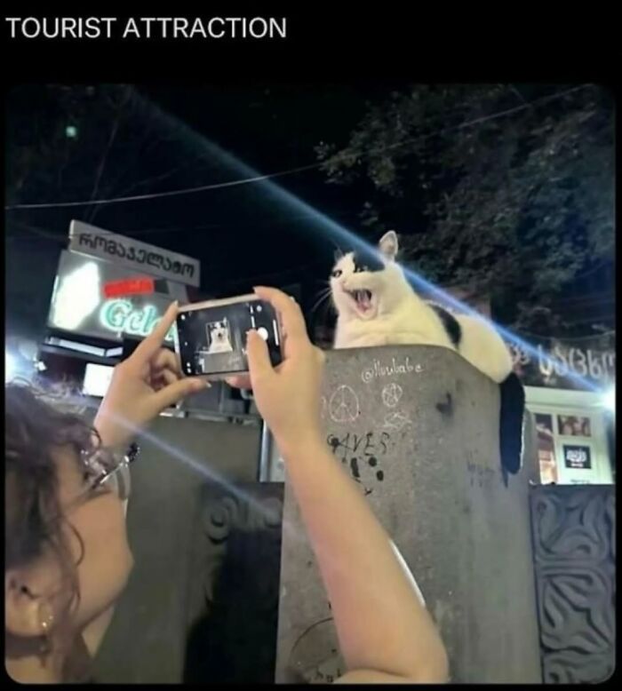Person taking photo of cat sitting on pillar at night