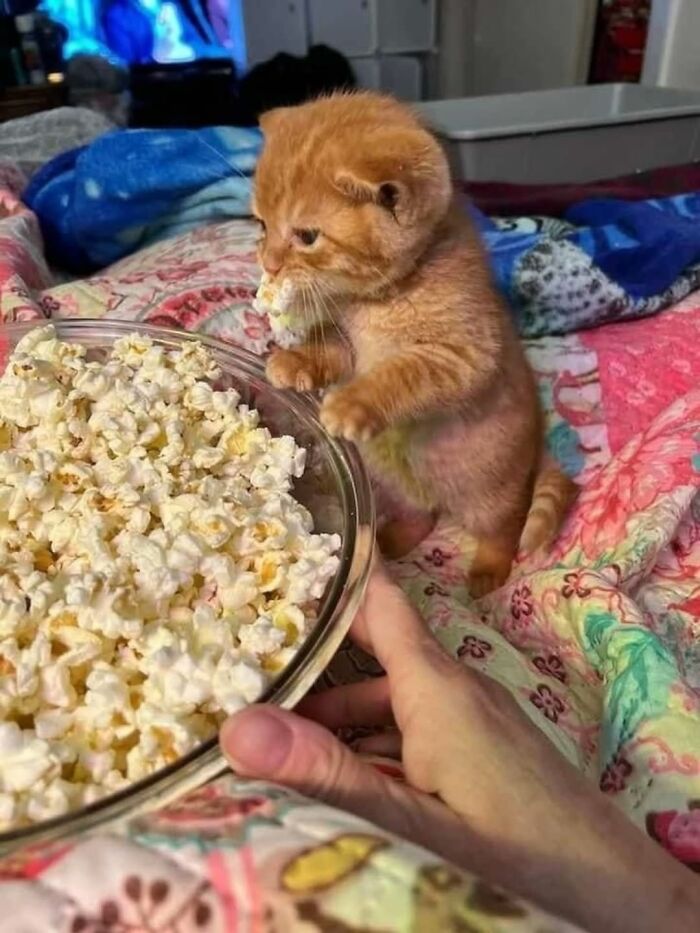 Orange kitten stealing popcorn in cozy setting meme