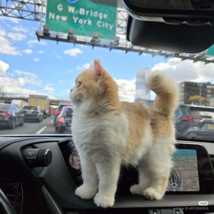 Cat standing on car dashboard near traffic sign