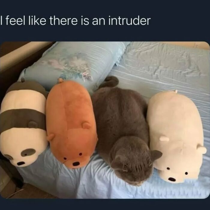 Cat blending with stuffed bears in bed meme
