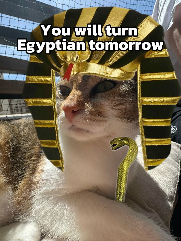 Catscouple-Making-Memes-Mrsmiuki