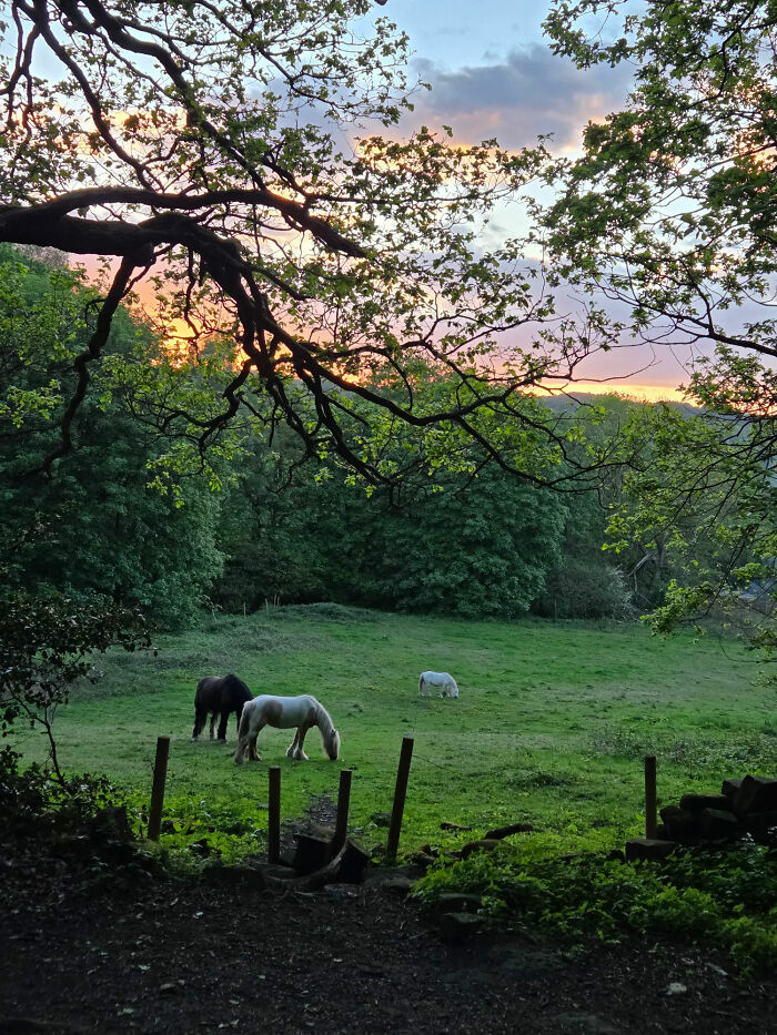 Countryside landscape with horses grazing at sunset